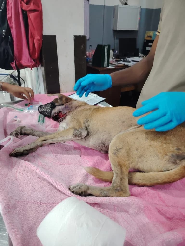 Bandage changing and medical rehabilitation